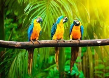 باغ پرندگان کیش