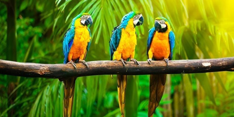 باغ پرندگان کیش