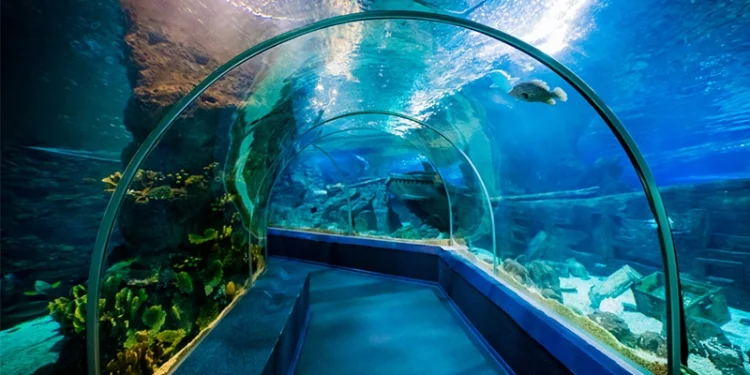 آکواریوم کیش؛ سفری هیجان انگیز