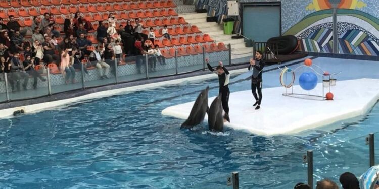 پارک دلفین کیش | معرفی کامل + پیشنهاد شگفت انگیز